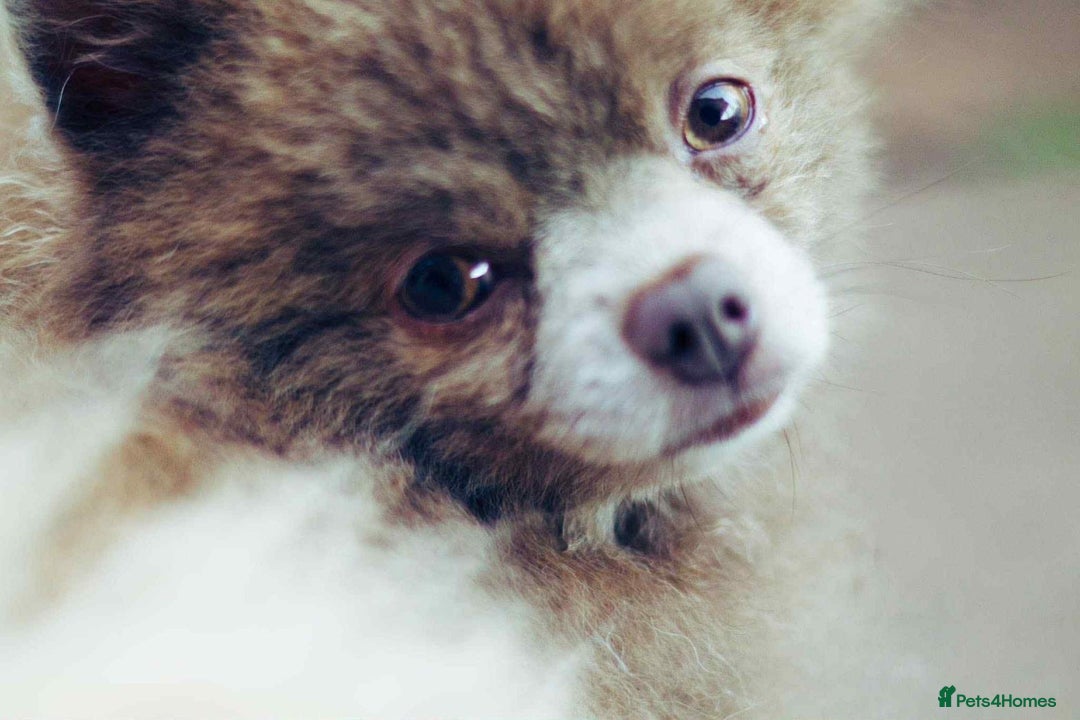 Pomeranian dogs for stud: Nash(Pom) - Advert 2