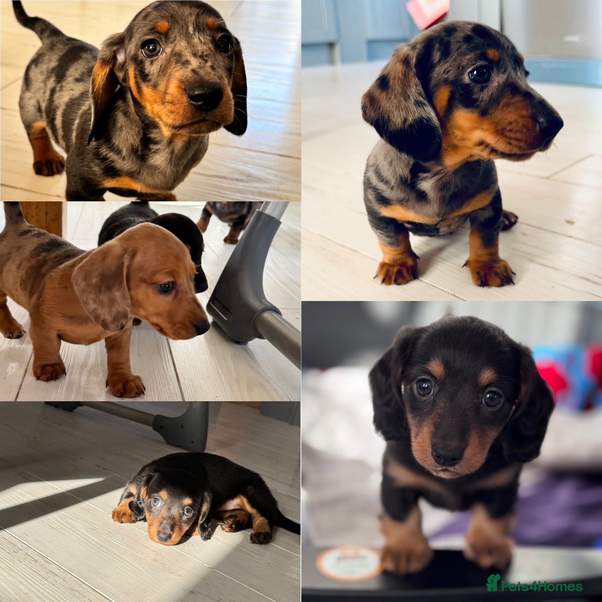 Miniature Dachshund dogs Miniature dachshunds  - Advert 15