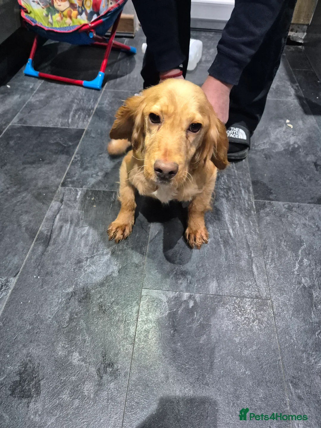 Cocker Spaniel dogs for sale: Golden COCKER SPANIEL PUPPY  - Advert 1