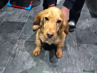 Cocker Spaniel dogs Golden COCKER SPANIEL PUPPY - Advert 1