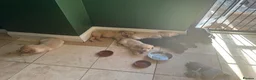 Labrador Retriever dogs for sale: 3 blonde boys available  in Chelmsford - Advert 11
