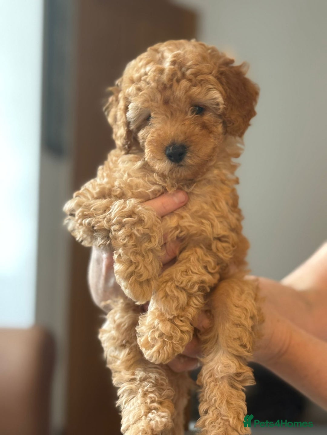 Maltipoo dogs for sale: Toy Maltipoo puppies (all girls) 8 weeks old - Image 5