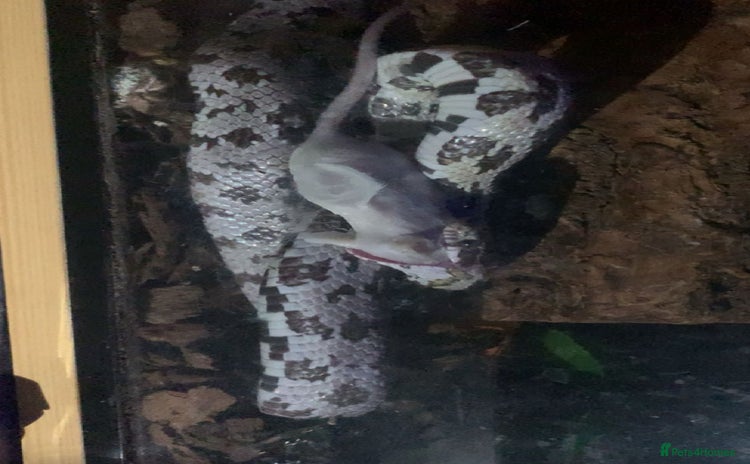 Corn Snake reptiles - Advert 1