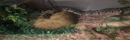 Snake reptiles for sale: Ball python  in Telford - Advert 2