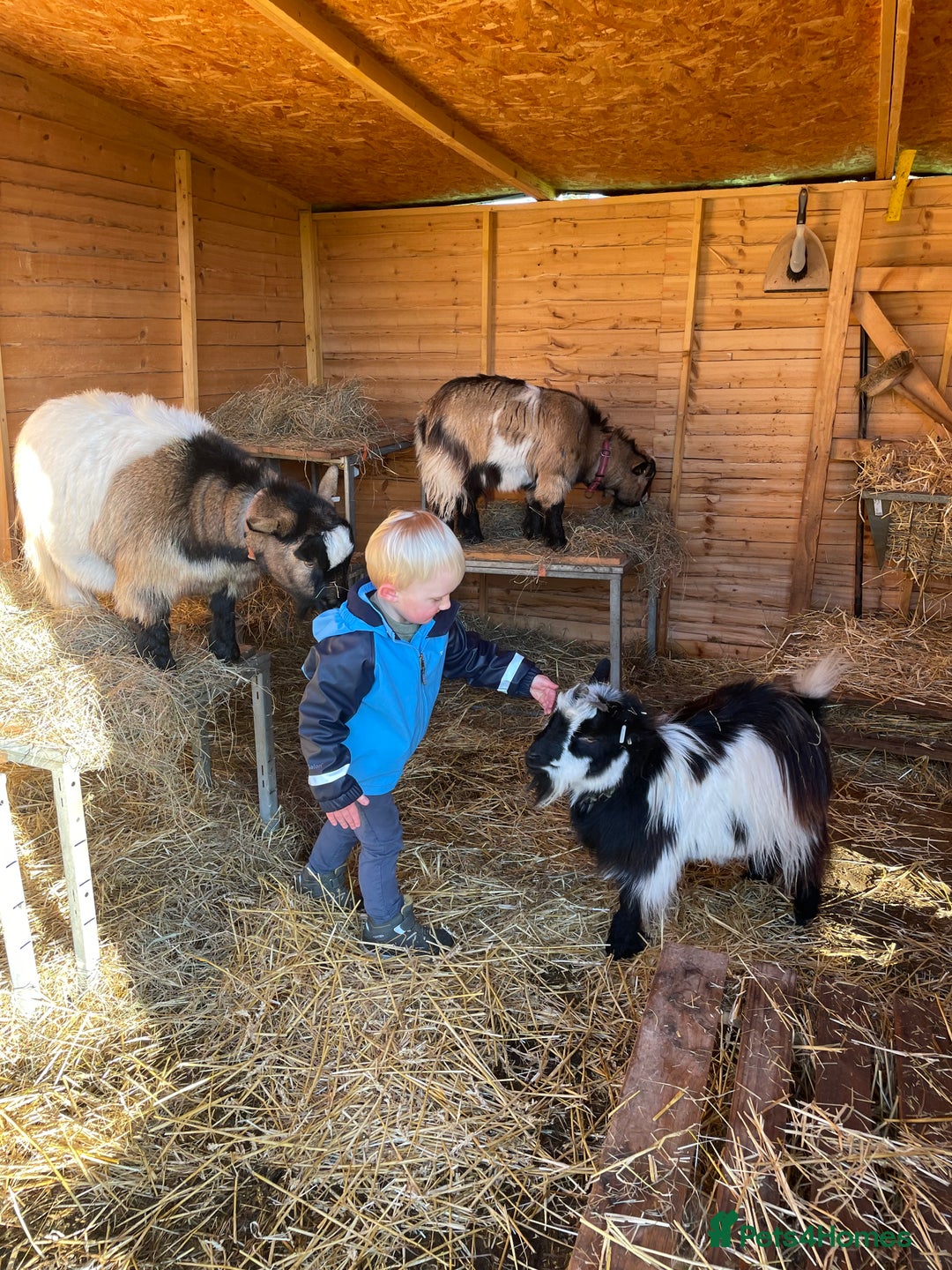 Goats livestock for sale: Three gorgeous male Pygmy goats. Must go together. - Advert 6