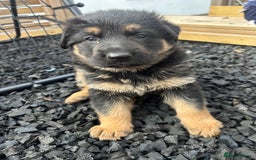 German Shepherd dogs for sale: Gorgeous Male German Shepherd Pup for Sale - Image 9