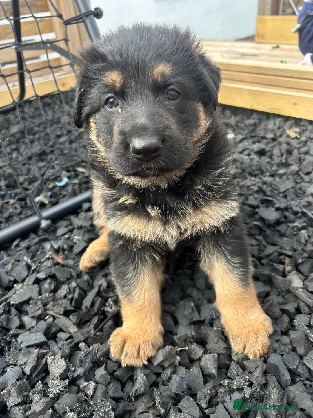 German Shepherd dogs for sale: Gorgeous Male German Shepherd Pup for Sale - Image 9