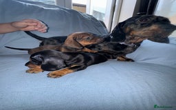 Mixed Breed dogs for sale: Docker - miniature daschund X American cocker  - Image 9