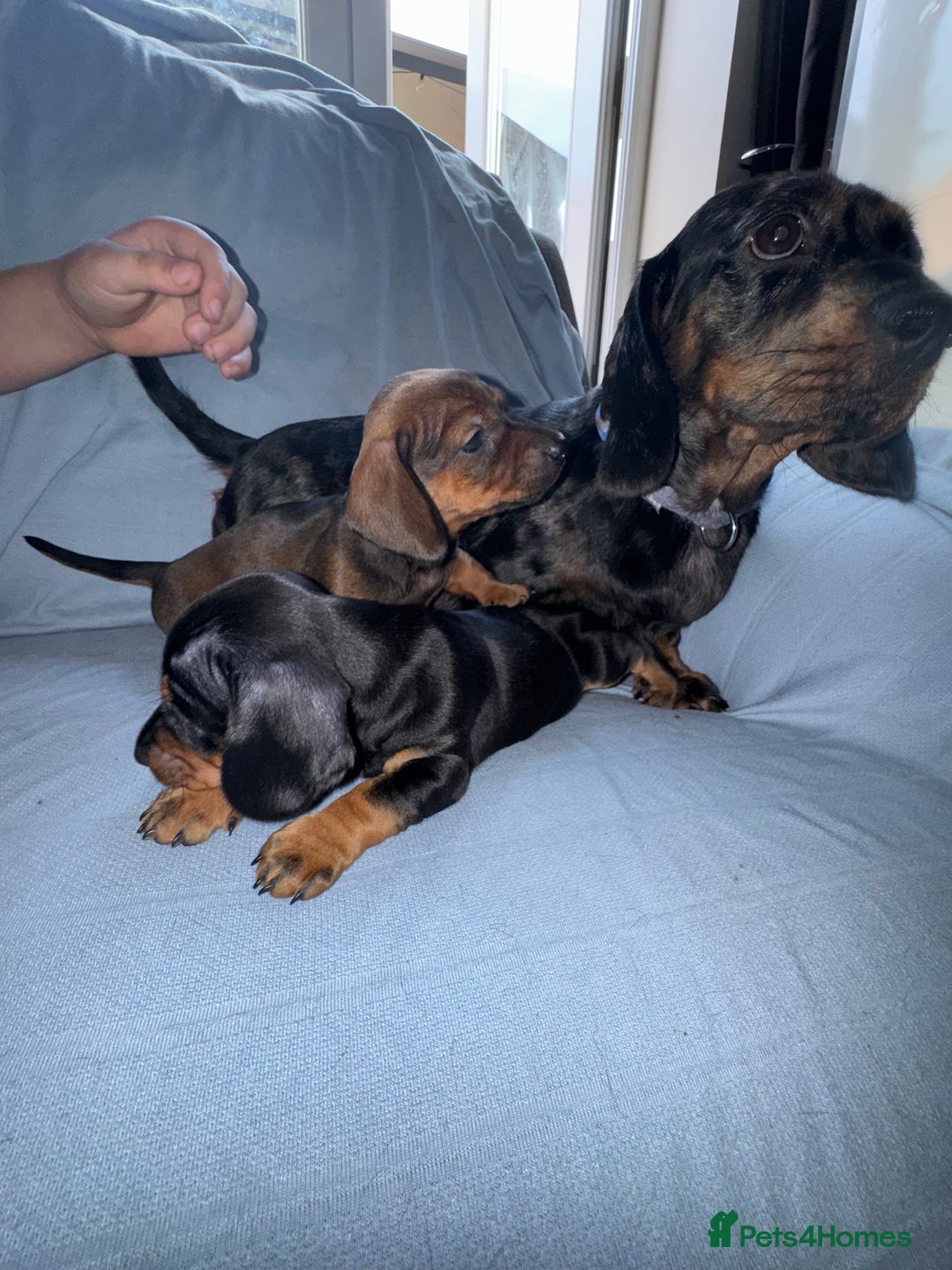 Mixed Breed dogs for sale: Docker - miniature daschund X American cocker  - Image 9