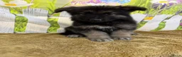 German Shepherd dogs for sale: German Shepherd puppies for sale - Advert 10