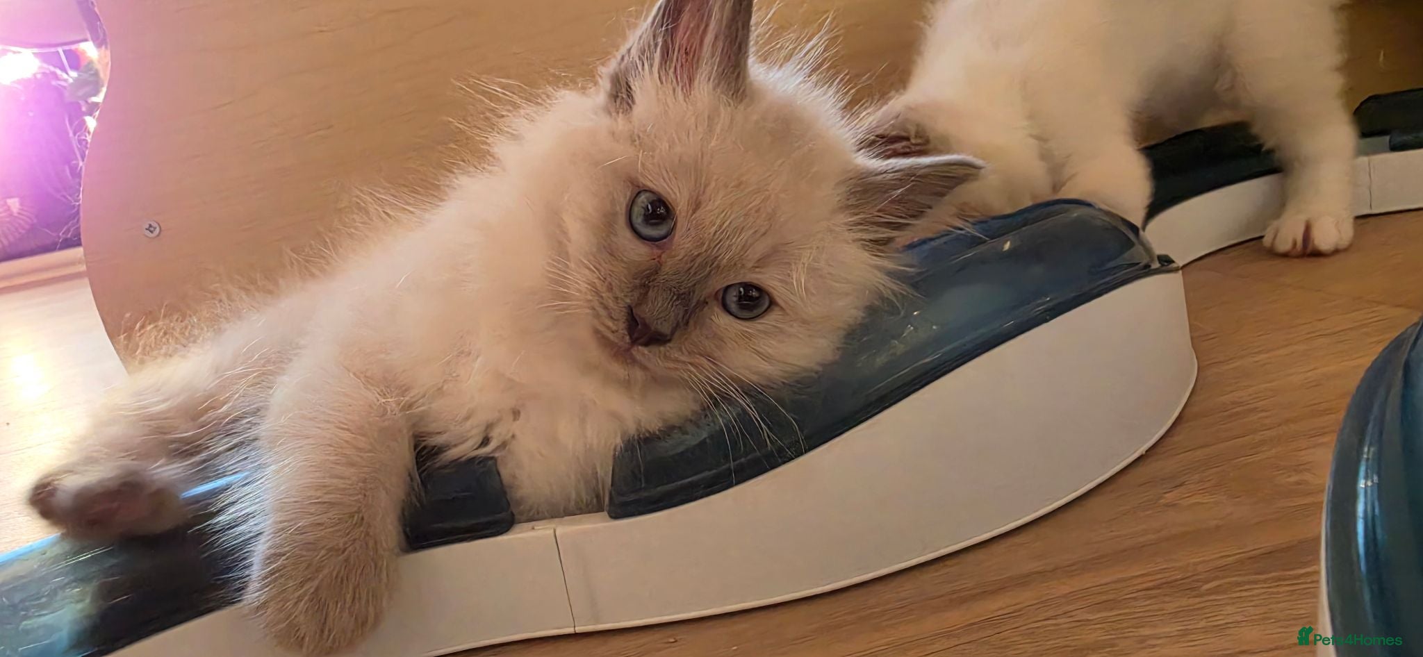 Ragdoll cats Ragdoll kittens 💉🩺 vaccinated & microchipped - Advert 1