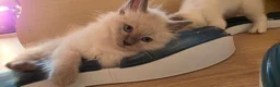 Ragdoll cats for sale: Ragdoll kittens 💉🩺 vaccinated & microchipped - Advert 29