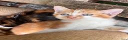 Mixed Breed cats for sale: Beautiful kittens for sale  - Advert 3