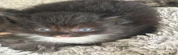 Mixed Breed cats for sale: 3 beautiful kittens for sale  - Advert 13