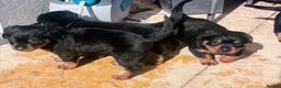 Rottweiler dogs for sale: ELITE KC REGISTERED GERMAN ROTTWEILER PUPPIES  - Advert 16