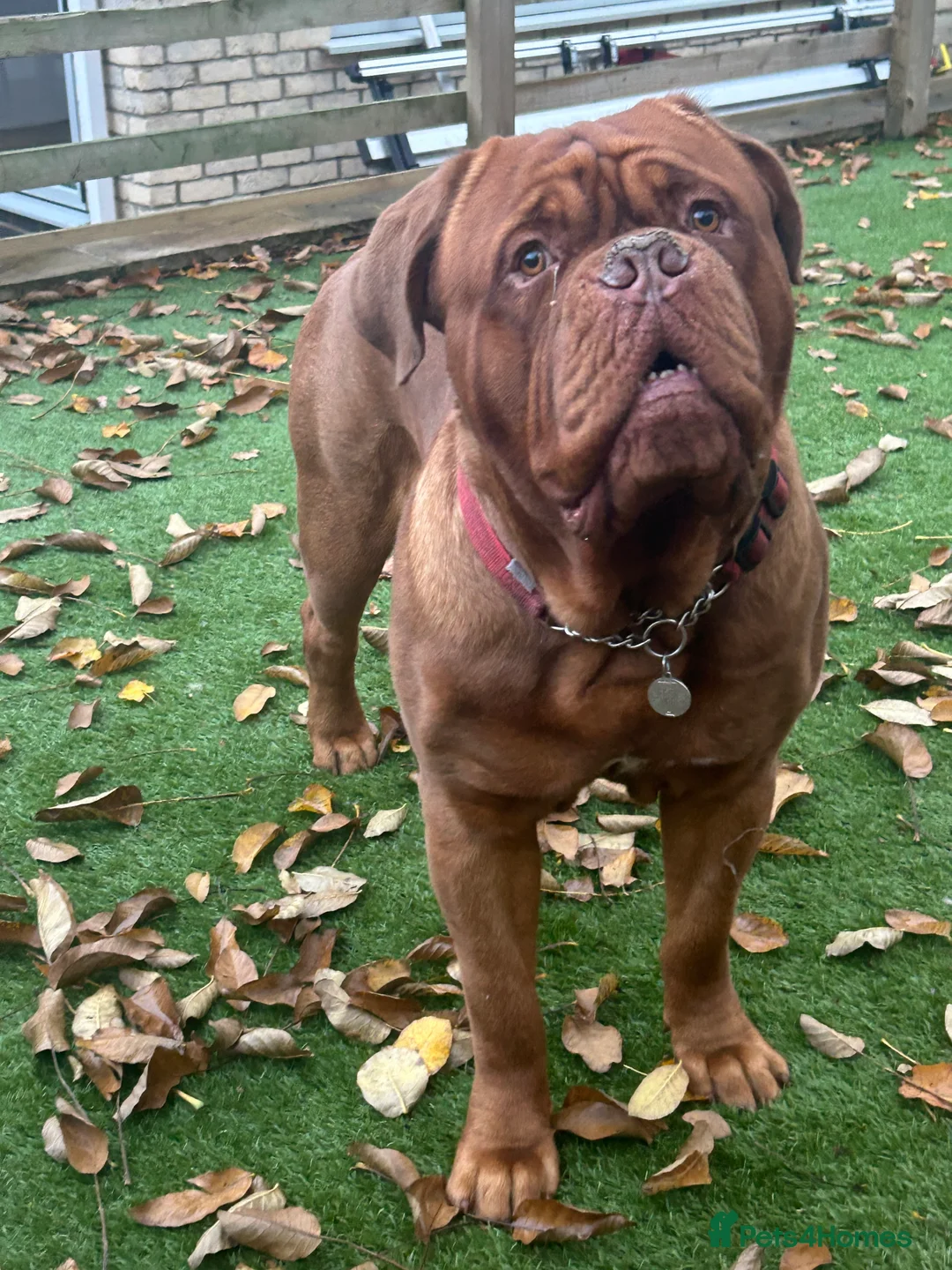 Dogue De Bordeaux dogs for stud: Beautiful Large Breed Dogue de Bordeaux for stud - Advert 6