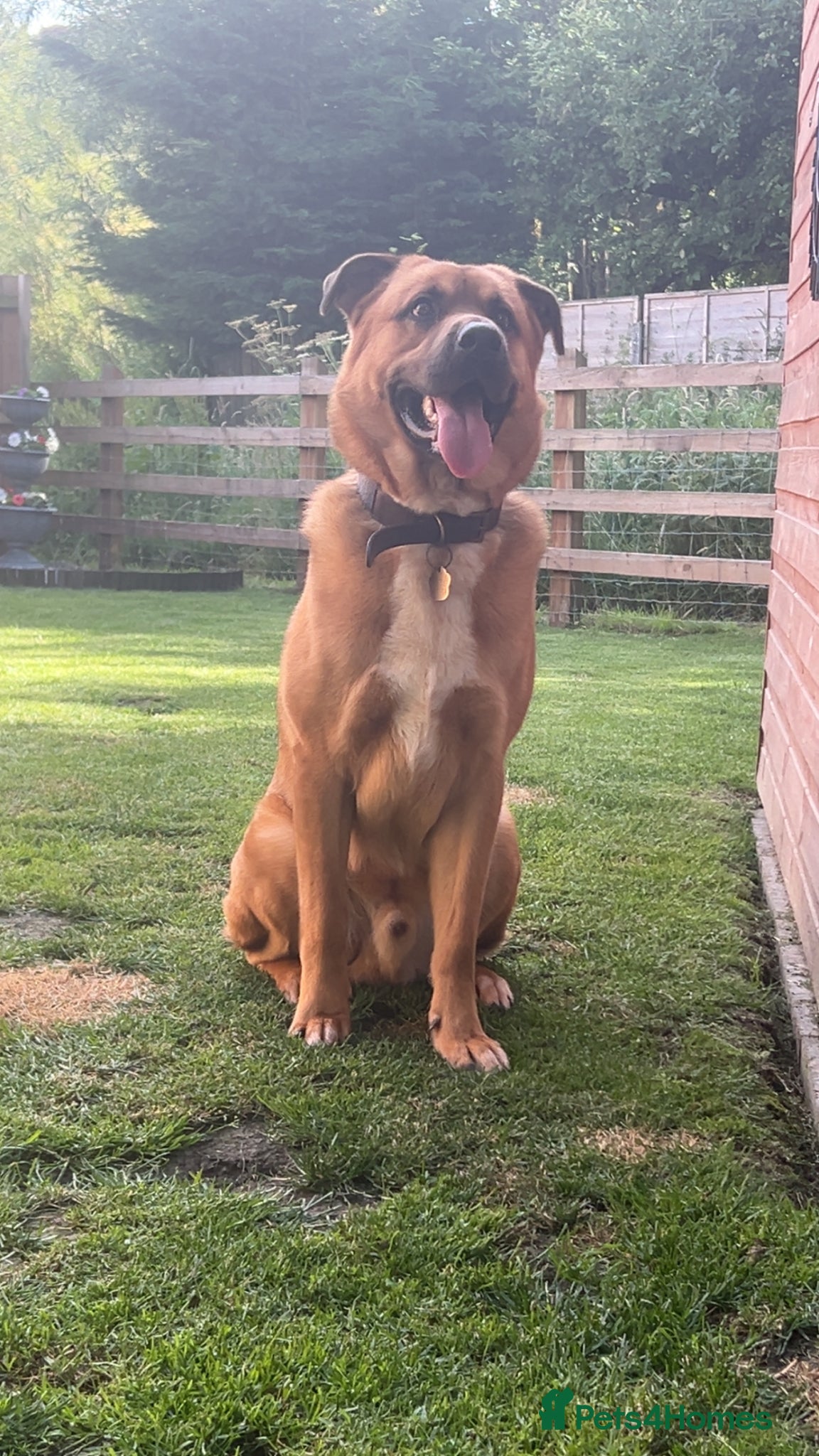 Mixed Breed dogs Manny - Advert 8