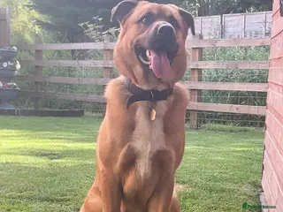 Mixed Breed dogs Manny - Advert 6