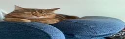Mixed Breed cats for sale: Bengal mix sisters  in Harrogate - Advert 10