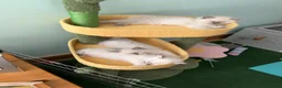 Ragdoll cats for sale: 3 Lilac Blue Ragdoll Little Girls 9wks old  in Colchester - Advert 16