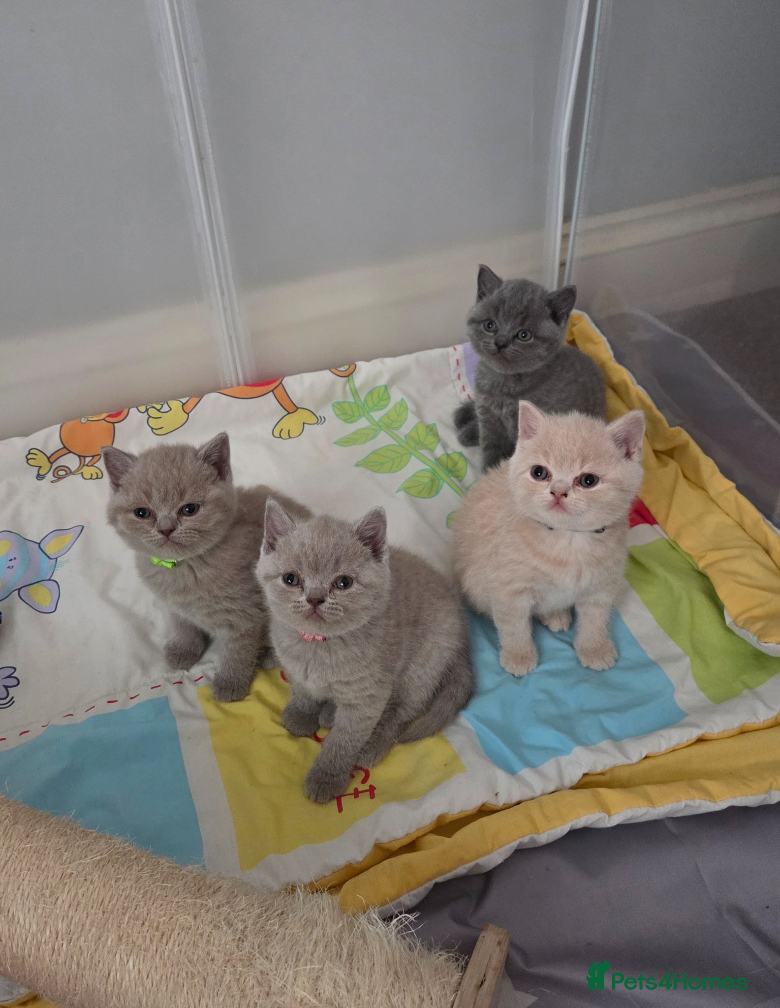 British Shorthair cats British shorthair kittens - Advert 14