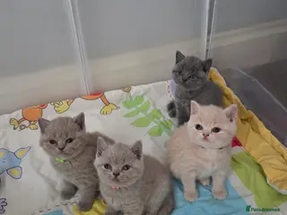 British Shorthair cats British shorthair kittens - Advert 6