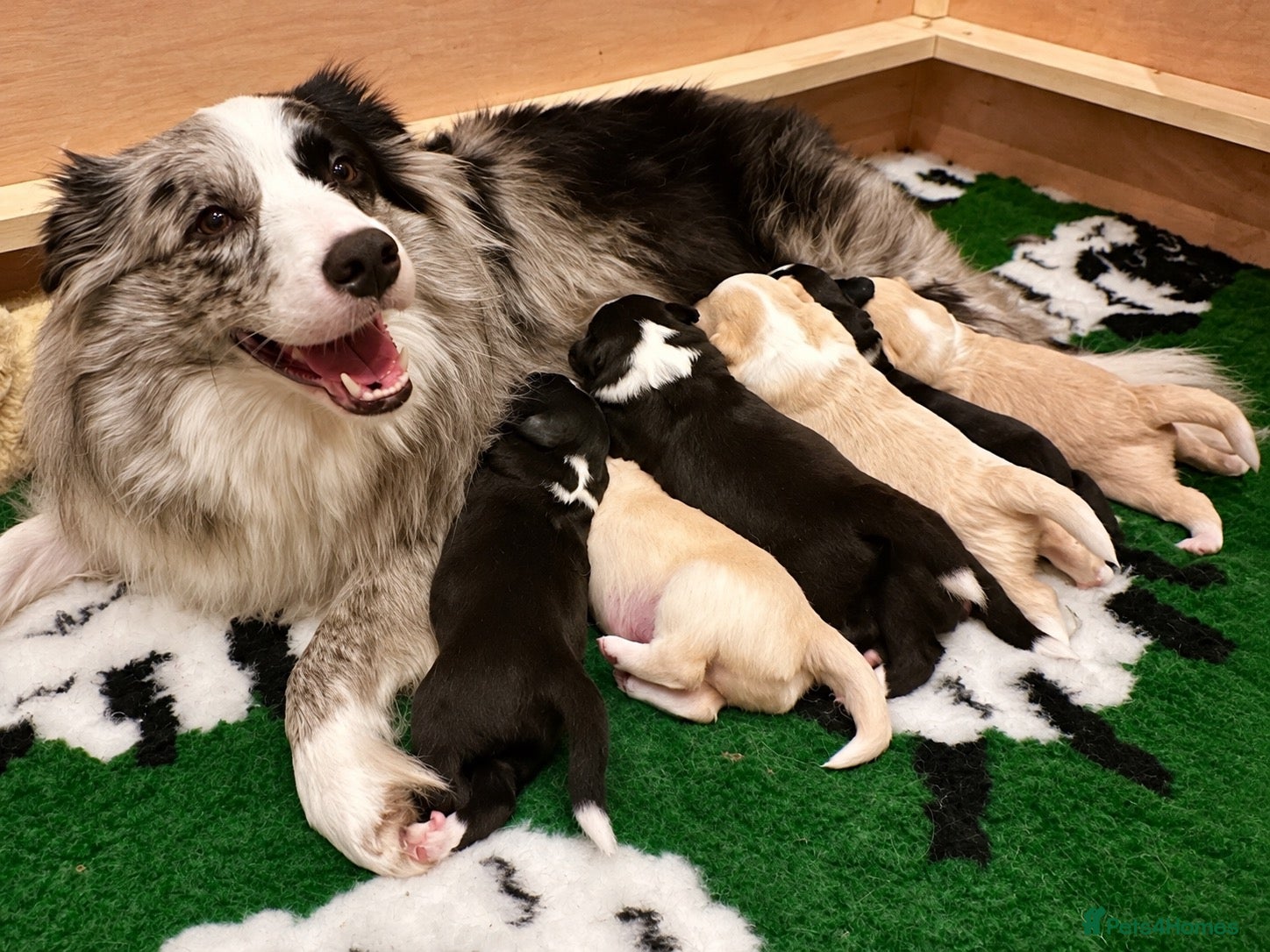 Border Collie dogs Beautiful Border Collie Puppies-KC Registered - Advert 1