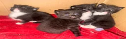 Domestic Shorthair cats for sale: 3 kittens for sale  - Advert 5