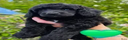 Miniature Poodle dogs for sale: Final 2 - health tested - exceptional quality  - Advert 8