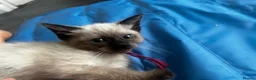 Siamese cats for sale: Stunning Siamese kittens  - Advert 3