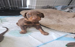 Dobermann dogs for sale: Dobermans available  - Image 6