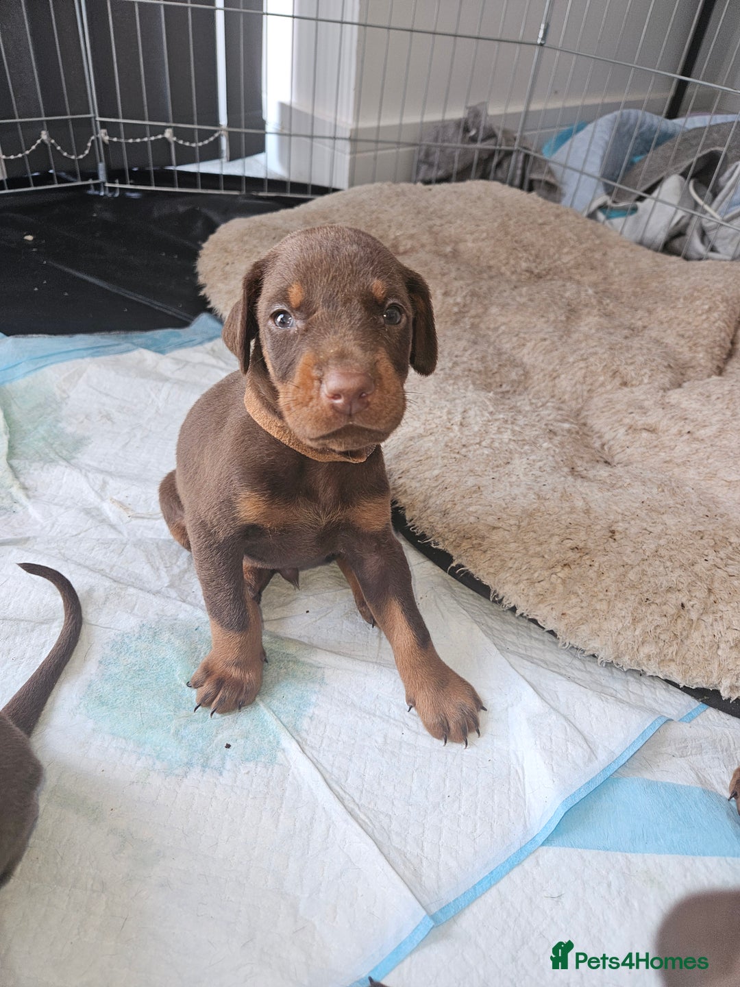 Dobermann dogs for sale: Dobermans available  - Image 6