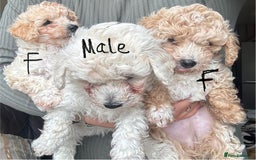 Poochon dogs for sale: Poochon  - Image 1