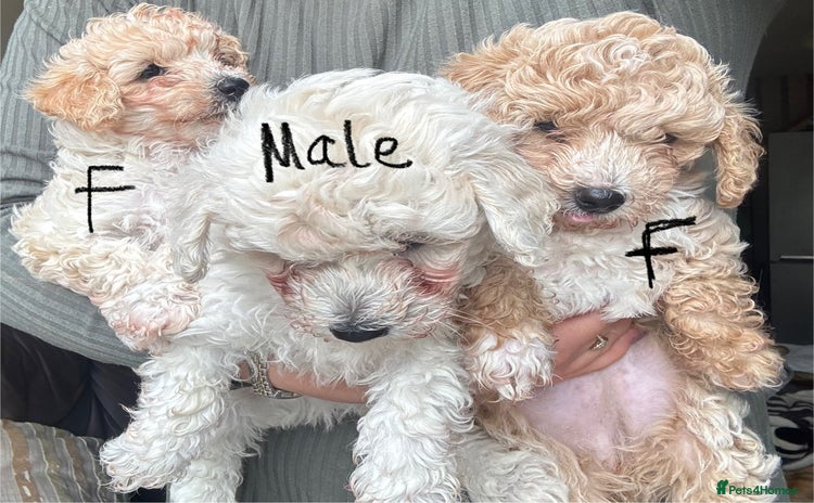 Poochon dogs - Advert 1