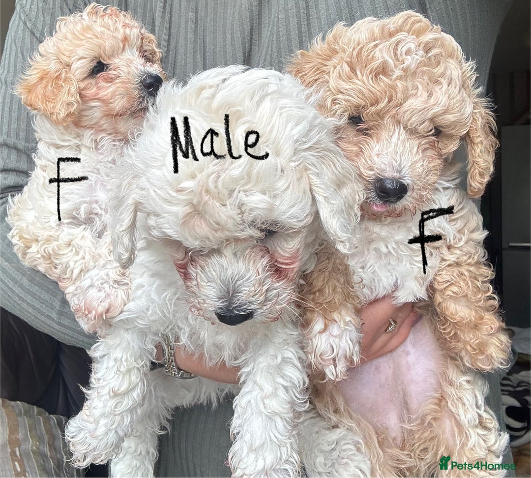 Poochon dogs for sale: Poochon  - Image 1