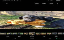 Mixed Breed dogs for sale: collie cross Hungarian vizler - Image 2