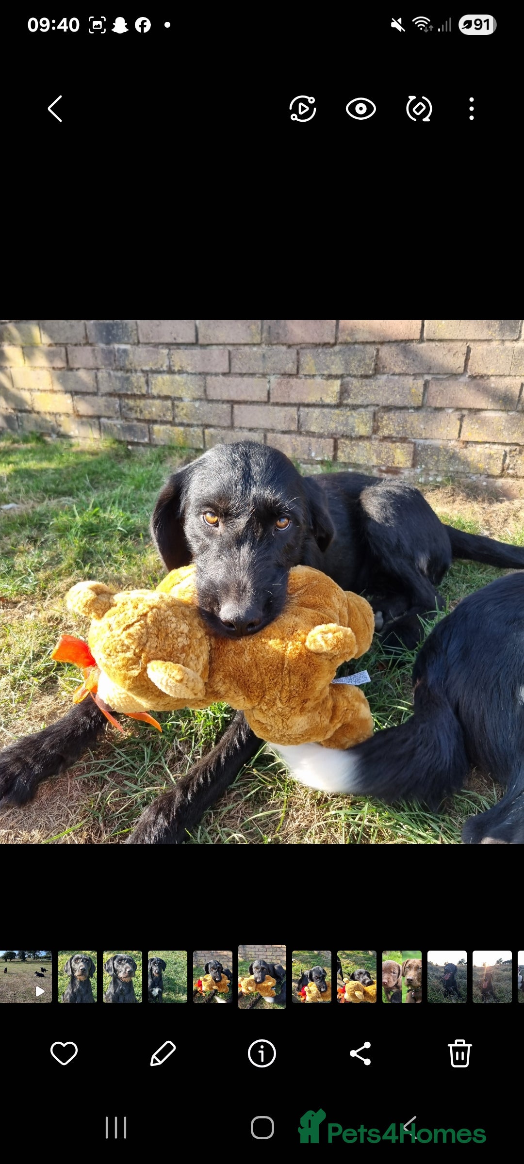 Mixed Breed dogs for sale: collie cross Hungarian vizler - Image 2