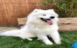 Samoyed dogs for stud: Purebred KC Registered SAMOYED Stud for Breeding  in Reading - Image 3