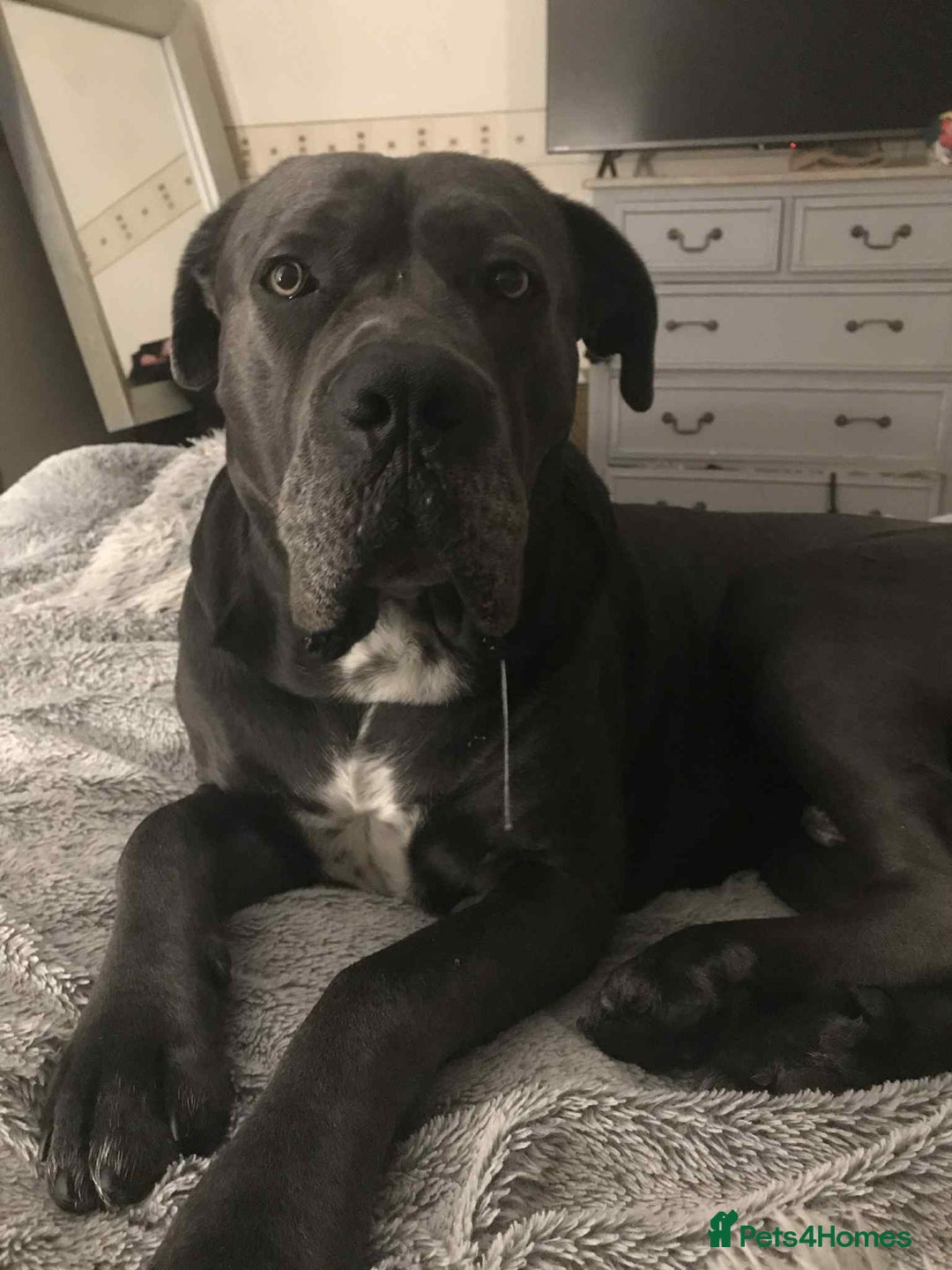 Mixed Breed dogs for sale: American Bully/ Cane Corso Pups  - Advert 13