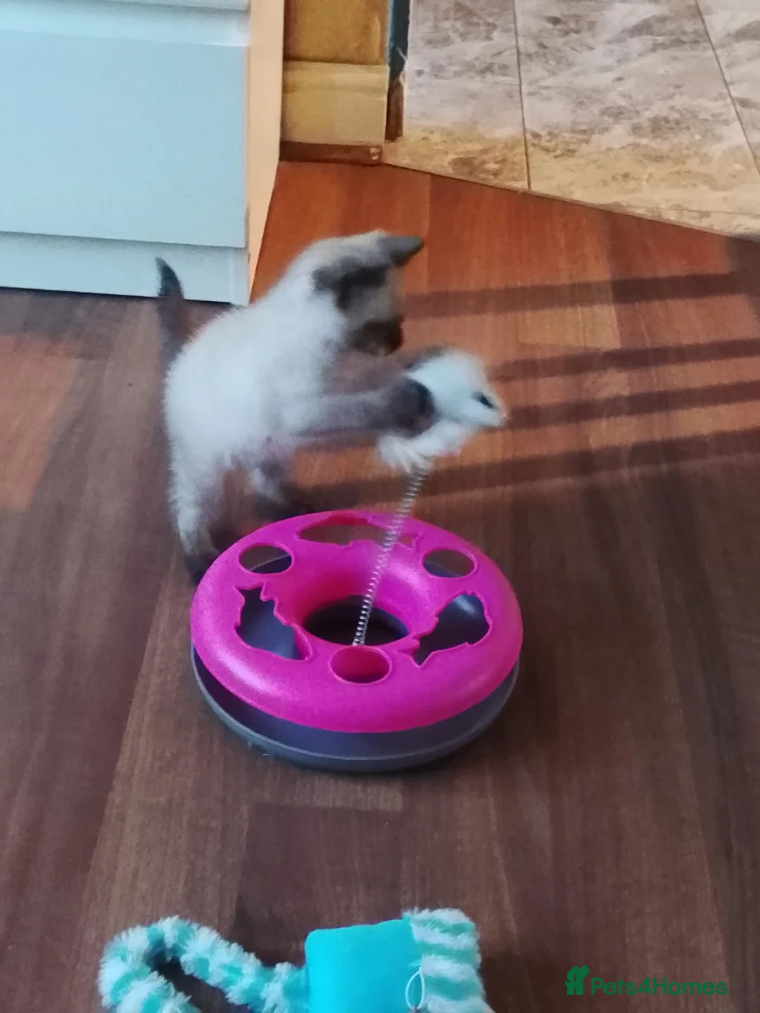 Siamese cats for sale: (1 Left)beautiful Kitten Lokking forever Home 🏡❤️ - Advert 14