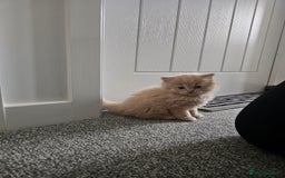 Ragdoll cats for sale: Gorgeous Longhair Ragdoll Kittens - Image 17