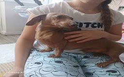 Miniature Dachshund dogs for sale: Minture dachshund puppies  - Image 14