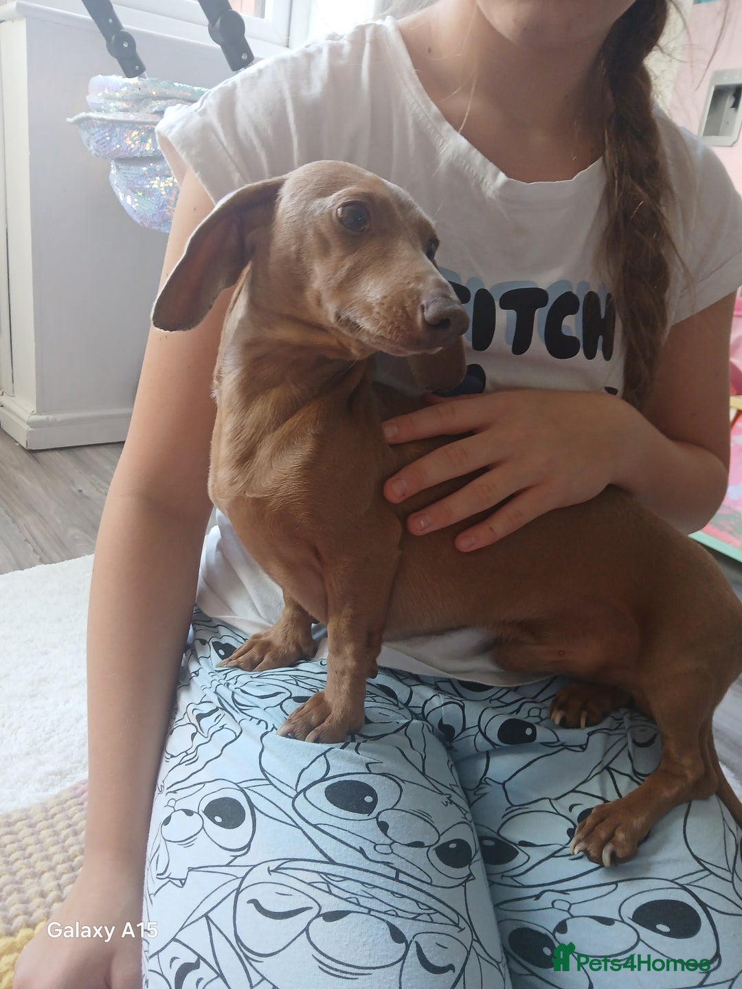 Miniature Dachshund dogs for sale: Minture dachshund puppies  - Image 14