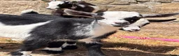 Goats livestock for sale: Pygmy Goats  - Advert 14