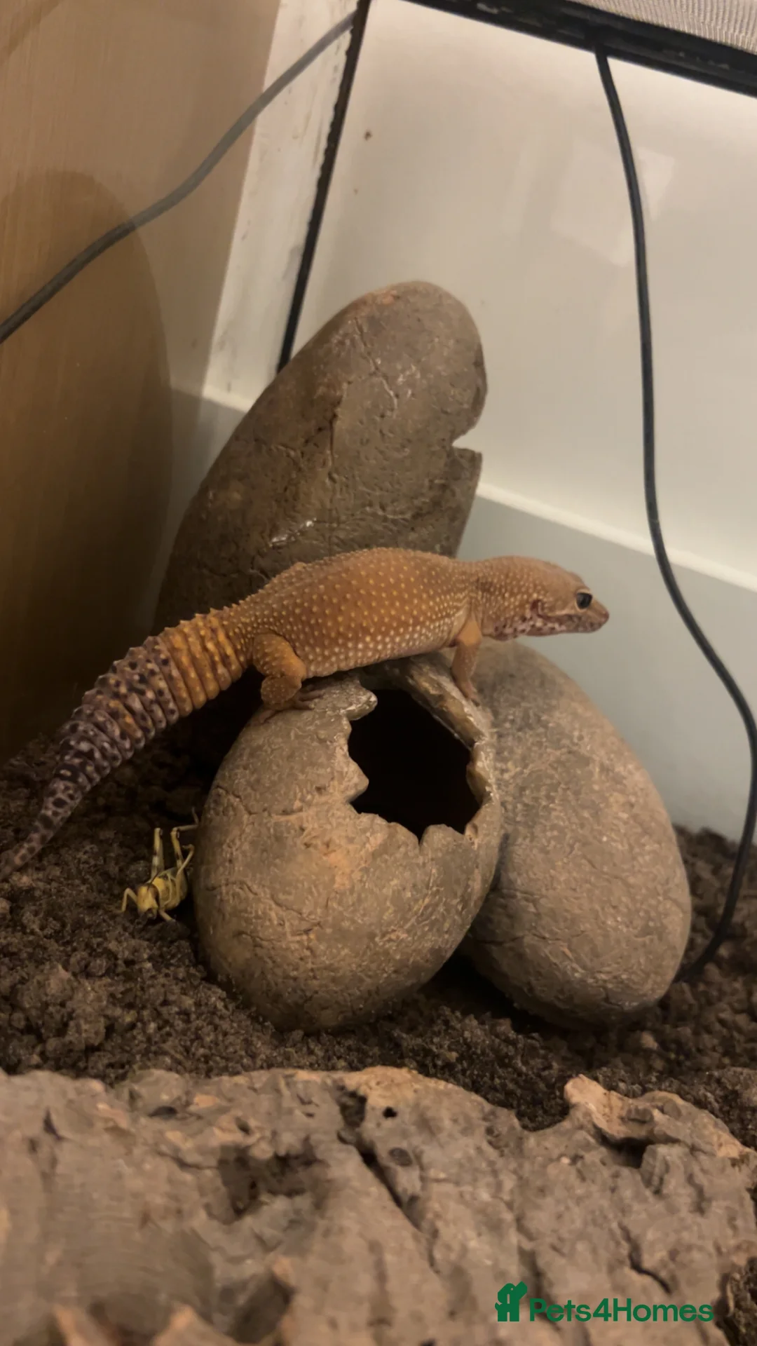 Mixed Breed reptiles for sale: Looking to rescue any reptiles - Advert 2
