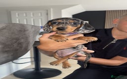 Miniature Dachshund dogs for sale: Miniature Dachshund Puppies  - Image 7