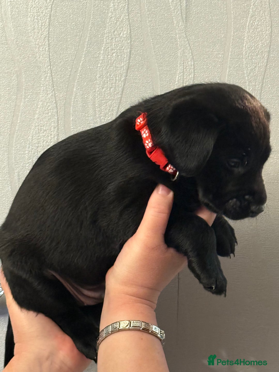 Labrador Retriever dogs for sale: Labrador puppies  - Advert 14