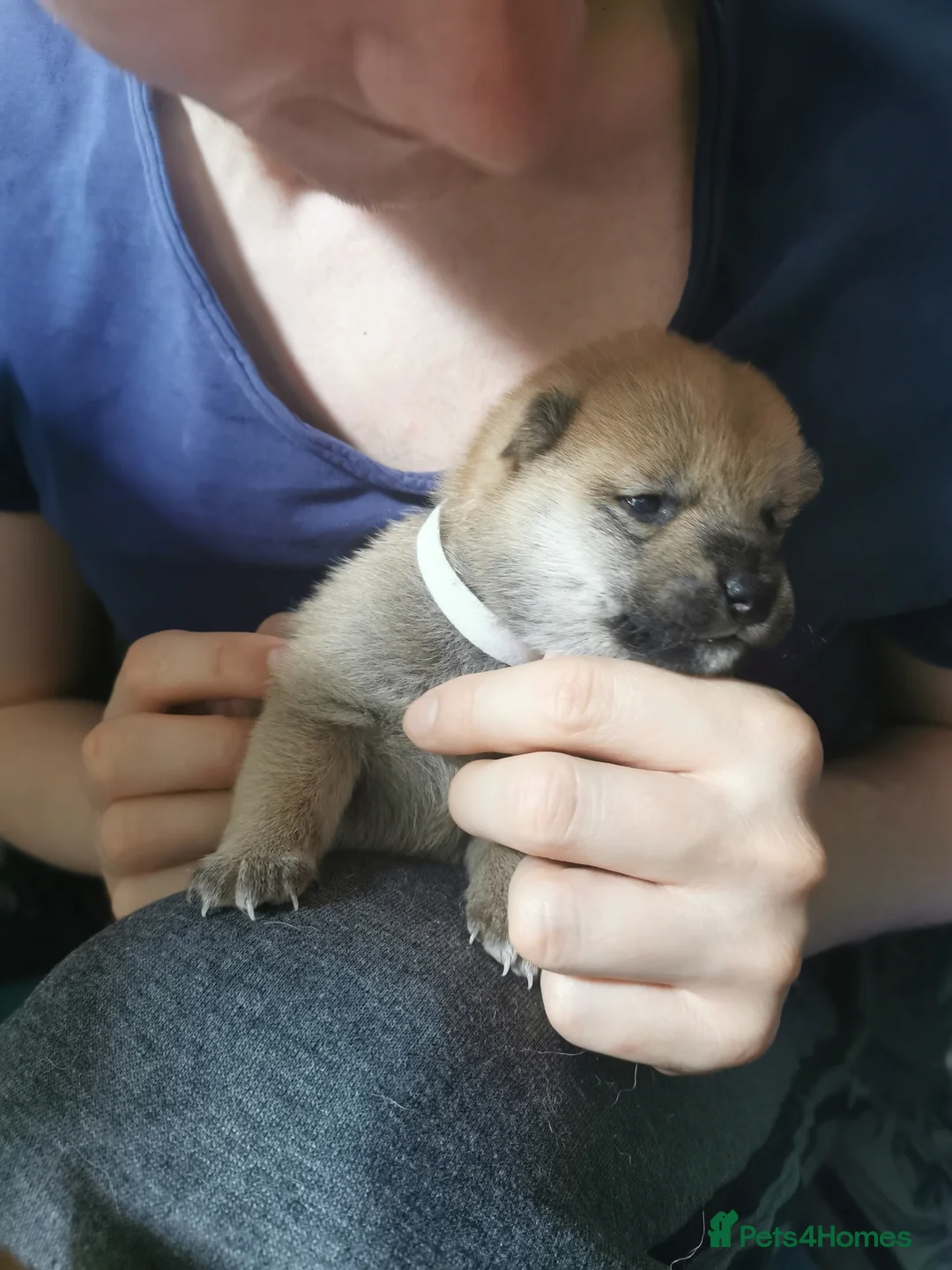 Japanese Shiba Inu dogs for sale: 5 Beautiful Shiba puppies looking for their home - Advert 2
