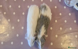 Guinea Pig rodents for sale: Pair of female smooth haired guinea pigs  - Image 2