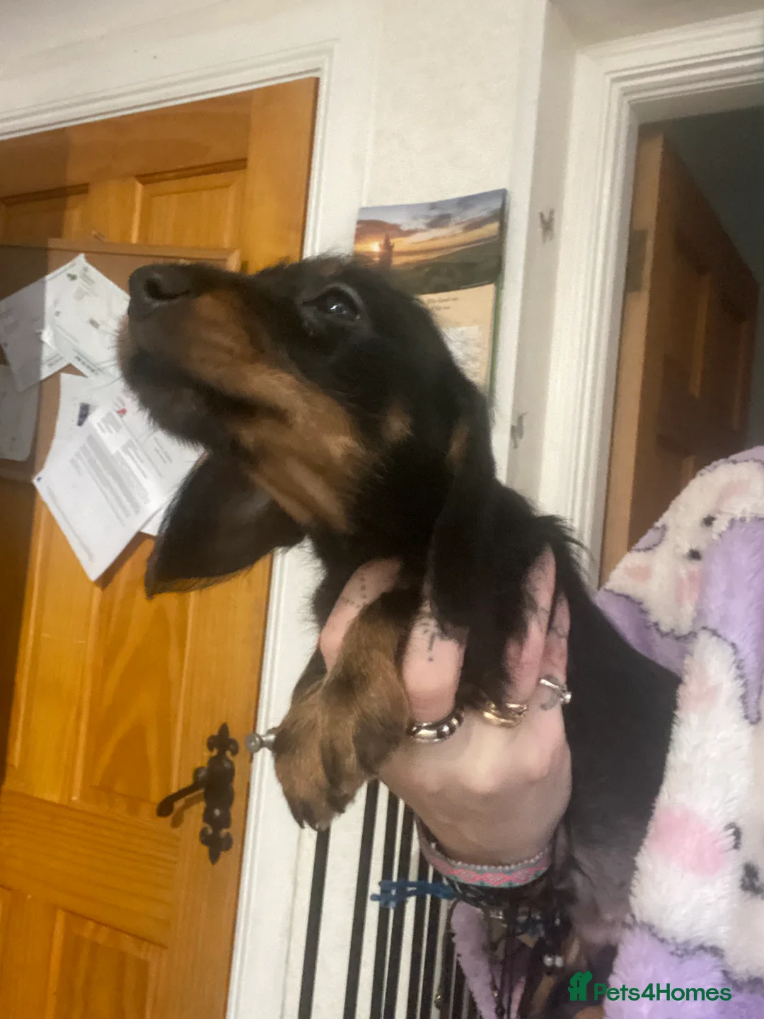 Miniature Dachshund dogs for sale: Miniature dachshund  - Advert 4